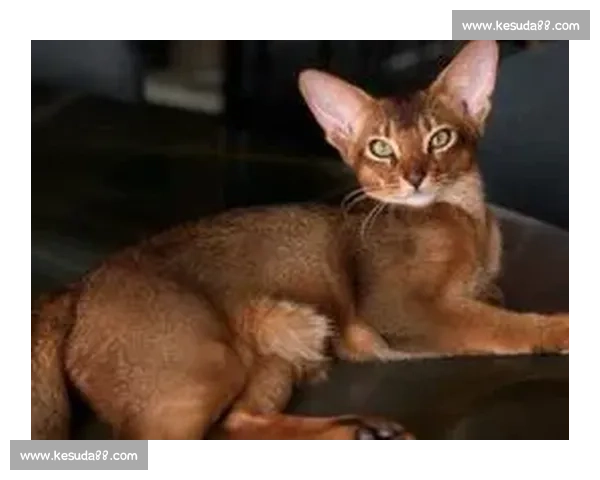 巴舒亚伊痛失爱猫 Kiyo：那个拼尽全力守护的小天使，终究离开了